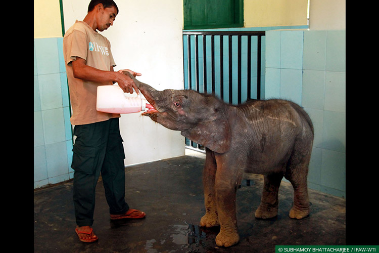 Assam, CWRC, Elephant Calf, Elephants, Mobile Veterinary Service, MVS, Wild Rescue