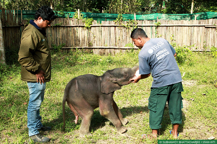 Assam, CWRC, Elephant Calf, Elephants, Mobile Veterinary Service, MVS, Wild Rescue