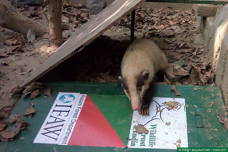 Assam, CWRC, Hog Badgers, Wild Rescue