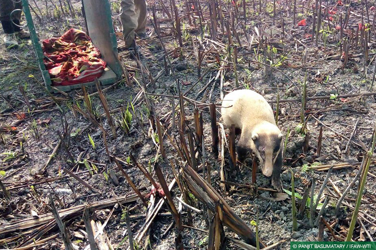 Assam, CWRC, Hog Badgers, Wild Rescue & Rehabilitation, Back to the Wild