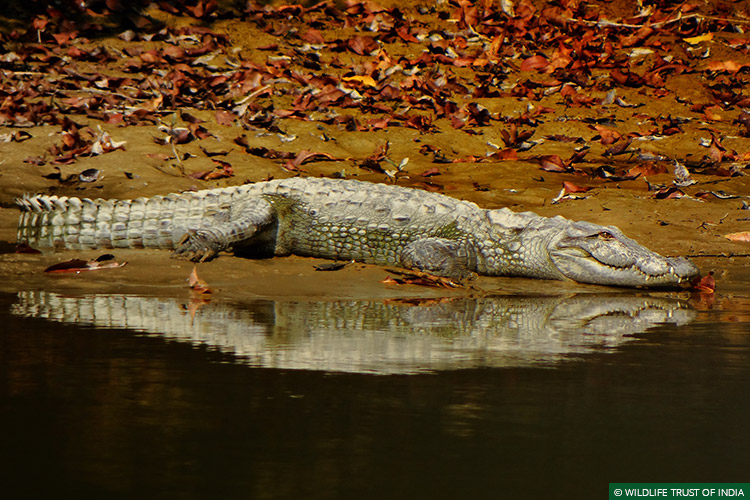Dudhwa National Park, Uttar Pradesh, Crocodiles, Conflict Mitigation, Awareness, Signboards, Turtles