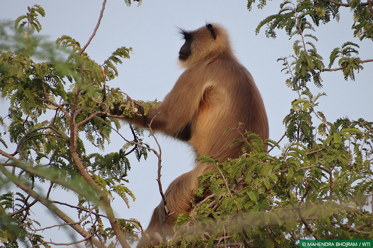 Maharashtra, Vidarbha Tiger Project, Conflict Mitigation, Communities, Langurs, Human-Monkey Conflict