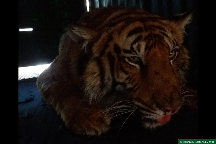 Uttar Pradesh, Dudhwa Tiger Reserve, Human-Carnivore Conflict, Terai Tiger Project, Conflict Mitigation, Tigers