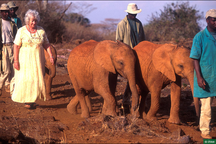 In Memoriam, David Sheldrick Wildlife Trust, Elephants, CWRC, Back to the Wild, Rehabilitation, Elephant Calf