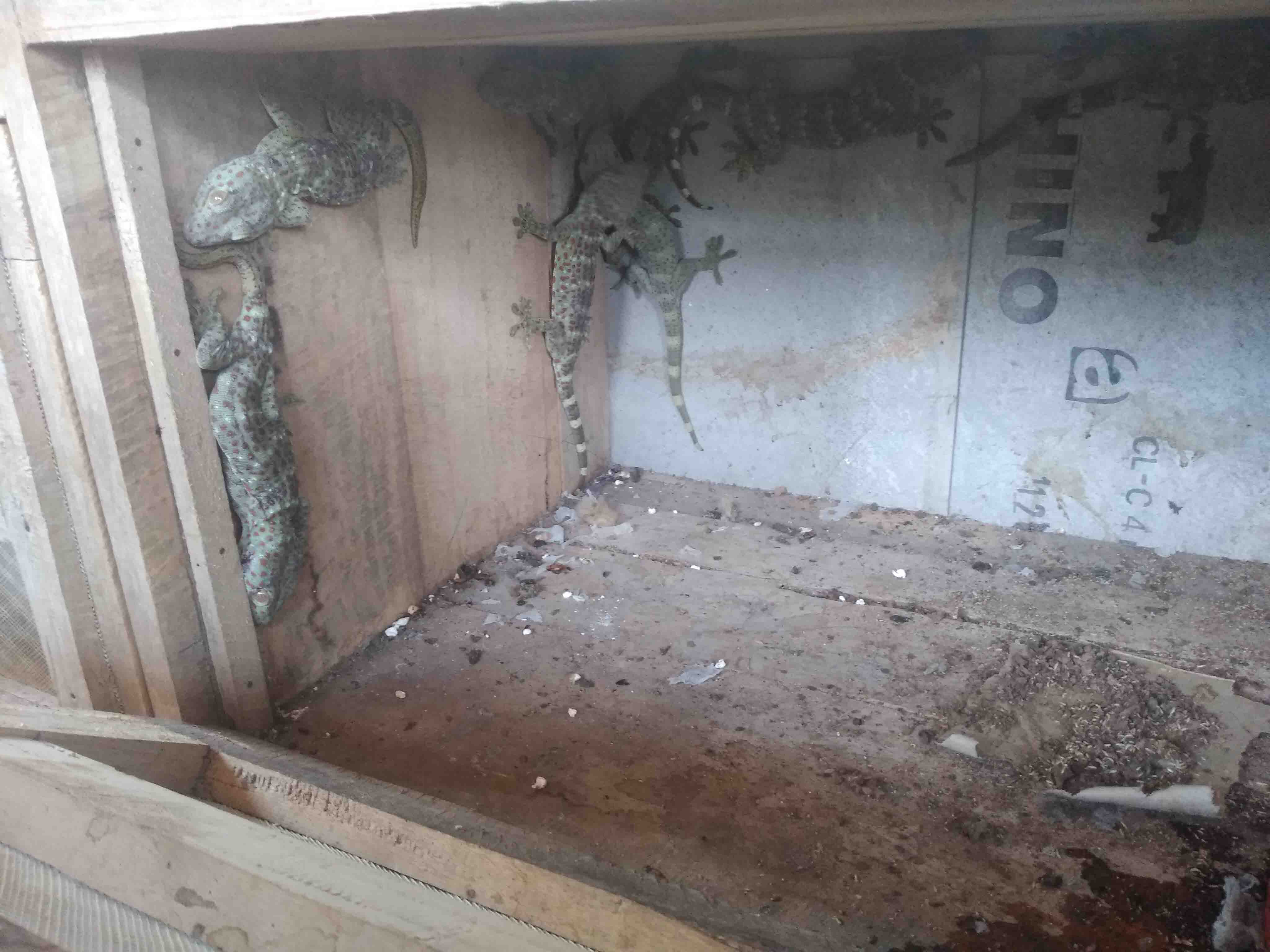 Wildlife Trust of India