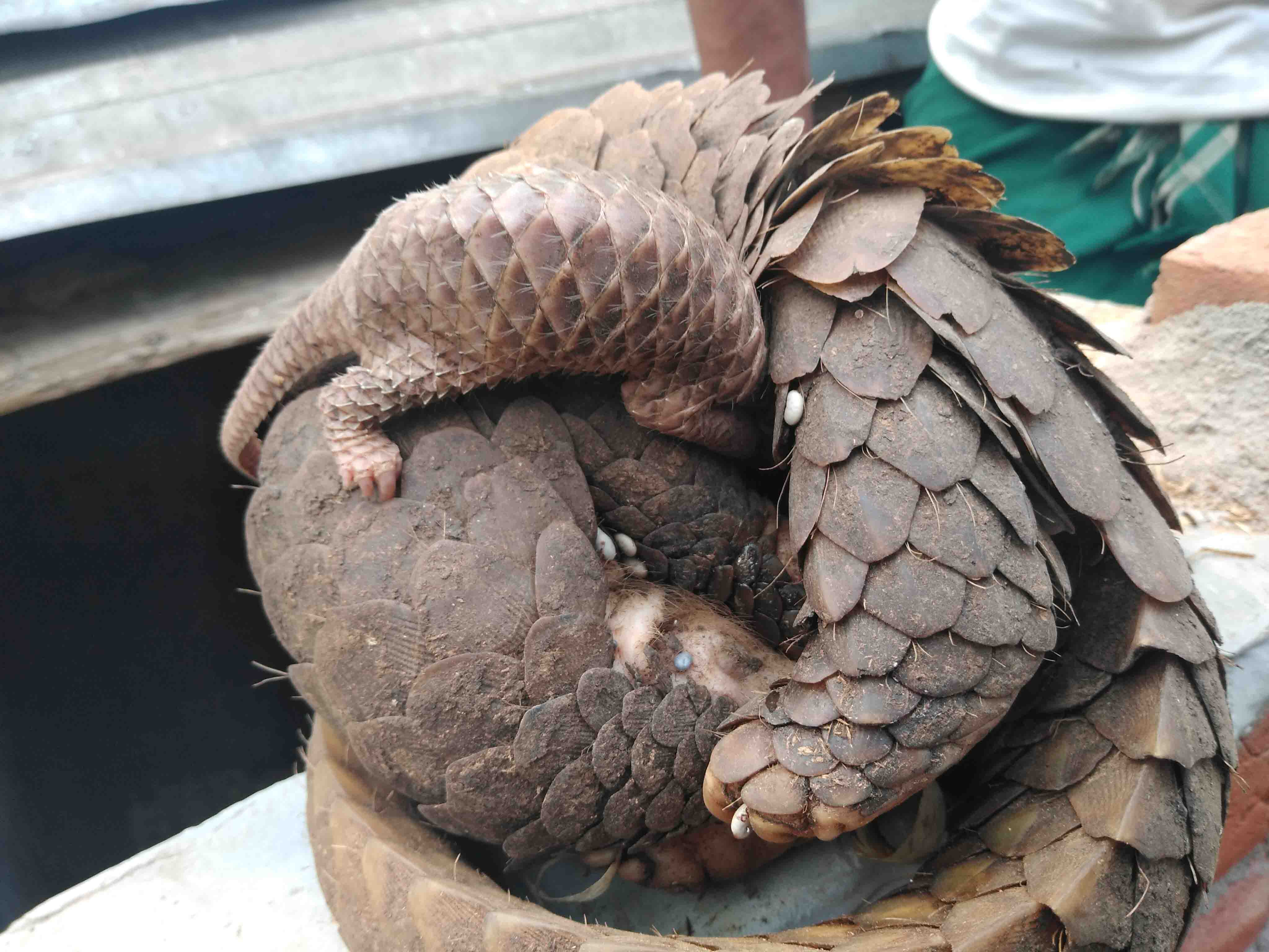 Wildlife Trust of India