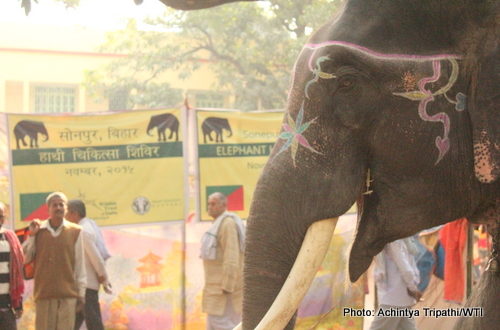 WTI Organises Health Camp for Captive Elephants during Sonepur Mela, Bihar  - WTI
