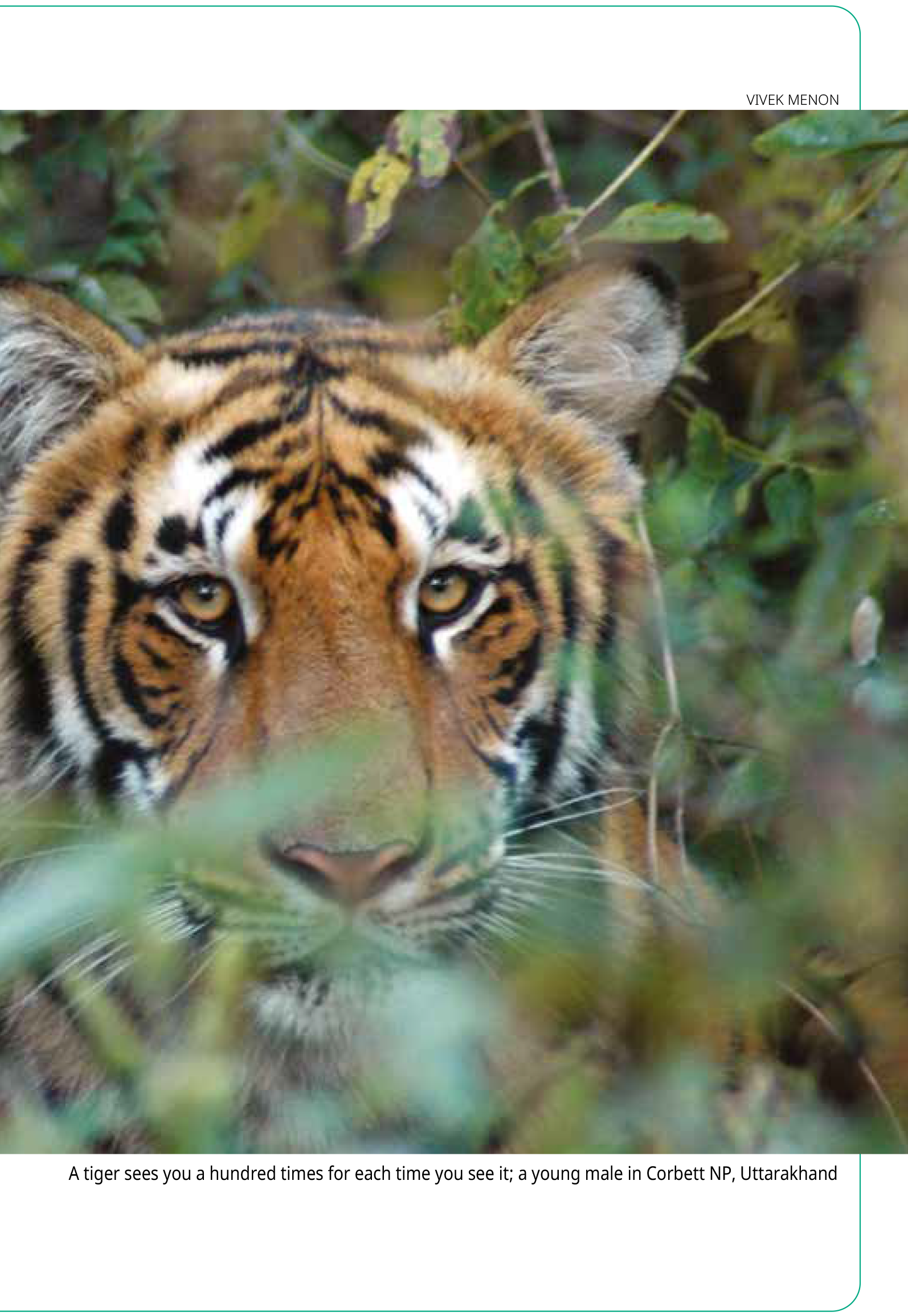 Indian Mammals: A Field Guide by Vivek Menon - Image 4