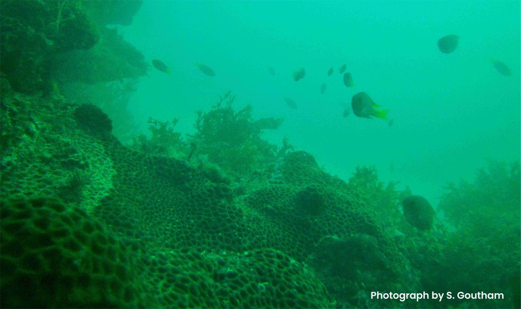 underwater wild lands at Mithapur coral reef project