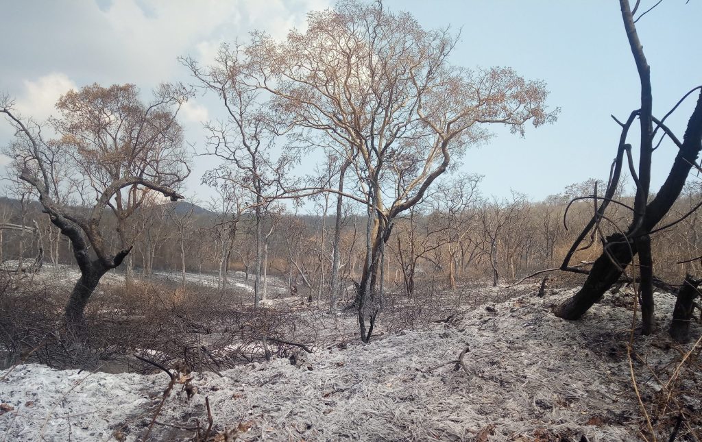 After effects of Forest fires in Bandipur in February 2029