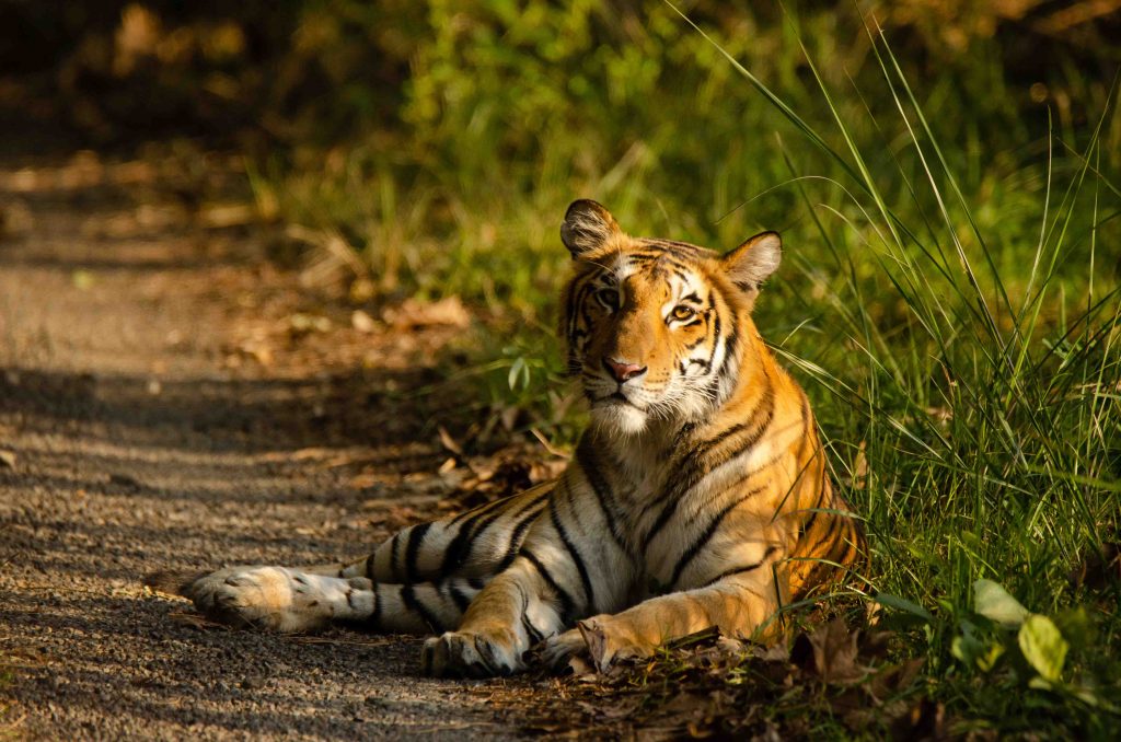 A Bengal Tiger in Pilibhit Tiger Reserve