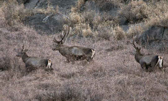 Hangul in Dachigam NP