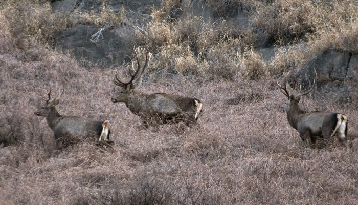 Hangul in Dachigam NP