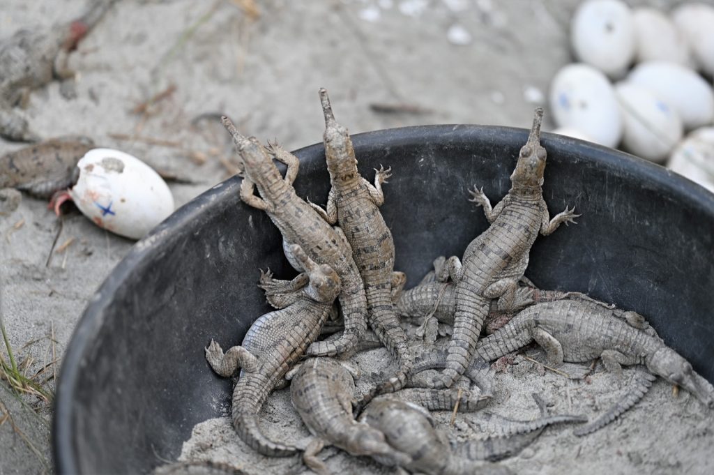Baby Gharials ready to be released back in the Gandak River | Photograph by Sreenanth K