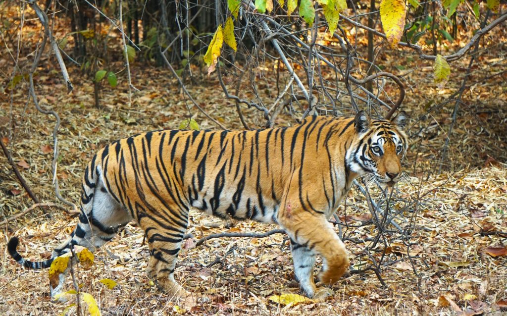 Tiger corridor in Bandhavgarh Tiger Reserve