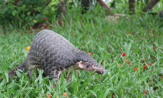 Chinese pangolin
