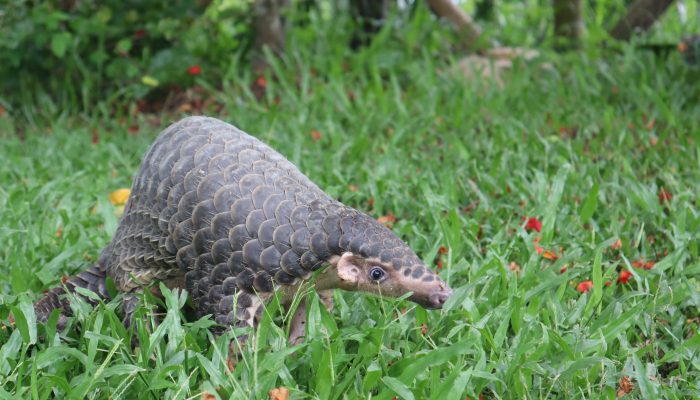 Chinese pangolin