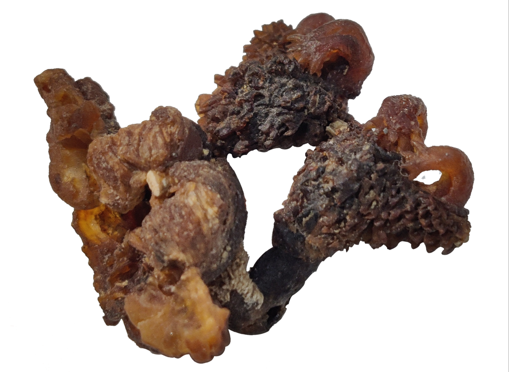 Hathajodi derived from genitals of monitor lizards