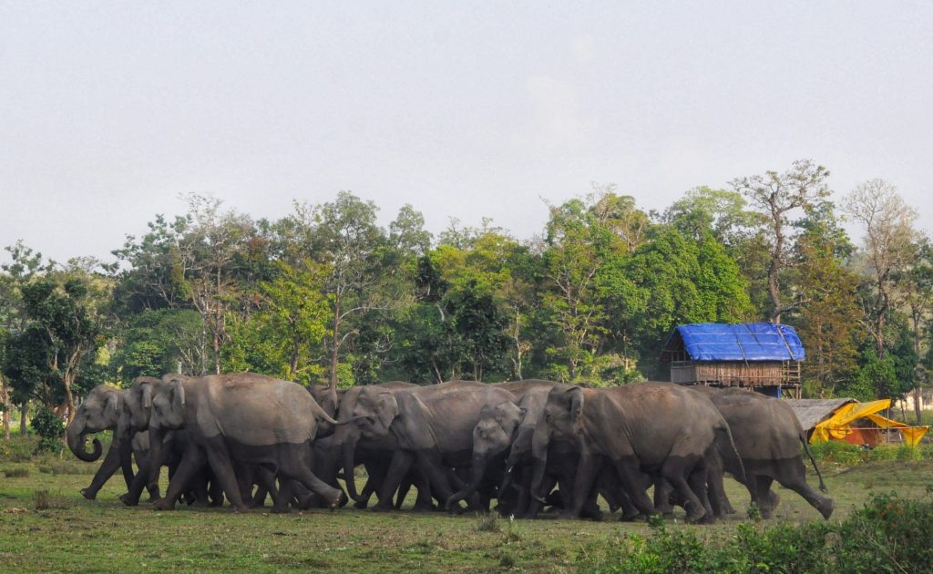 Herd of wild elephants in Wayanad