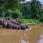 Wild elephant herd in Wayanad