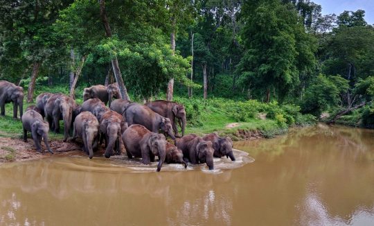 Wild elephant herd in Wayanad