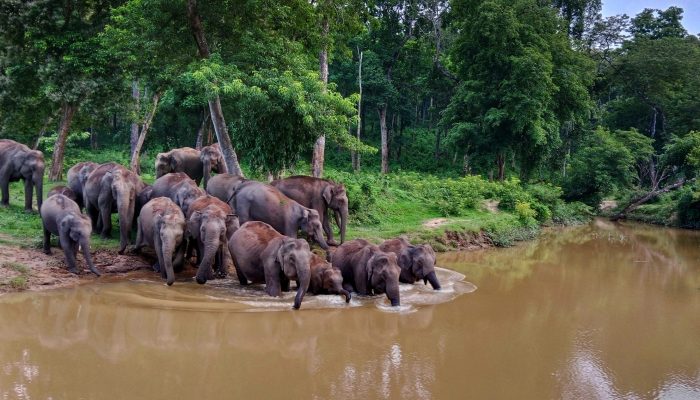 Wild elephant herd in Wayanad