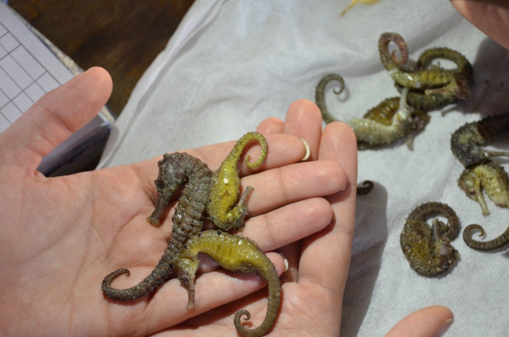 Pan India Enforcement Assistance