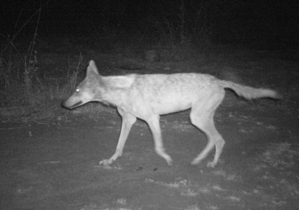 Indian Grey Wolf in Camera Trap