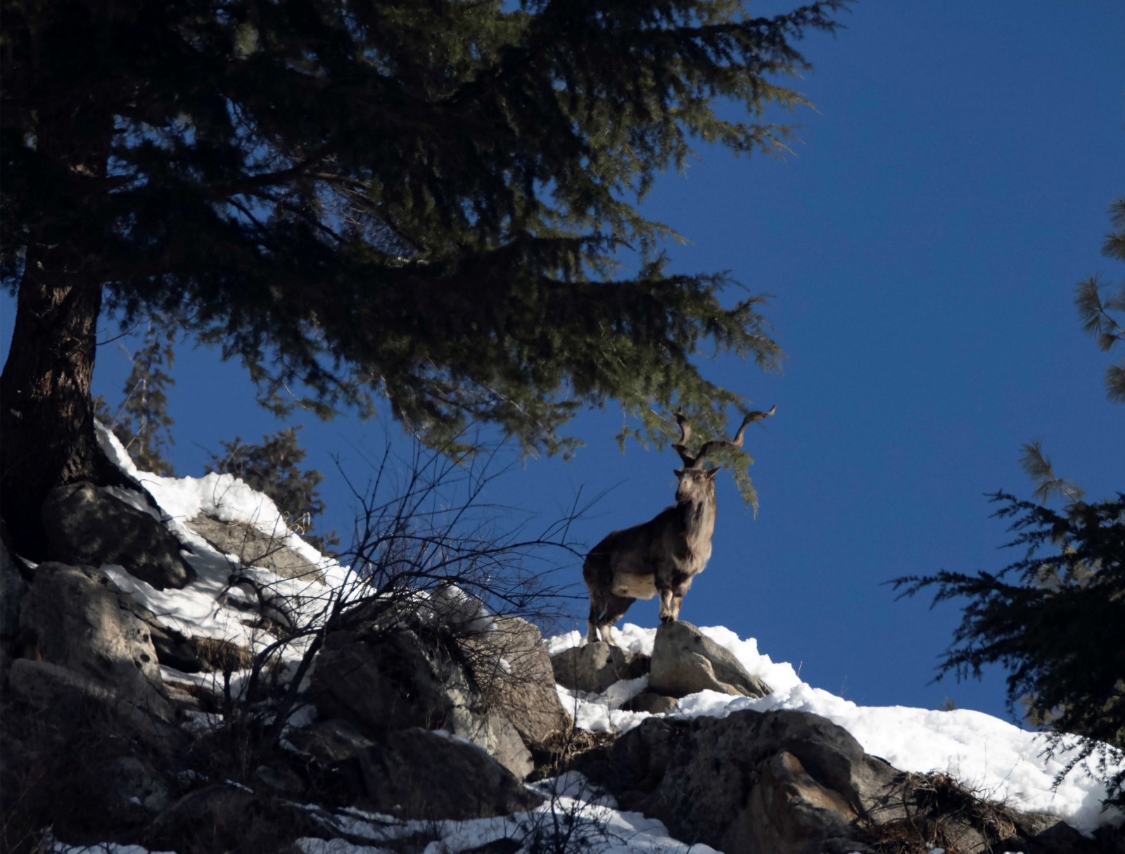 Working With Migratory Herders For Recovery Of Pirpanjal Markhor Working With Migratory Herders For Recovery Of Pirpanjal Markhor