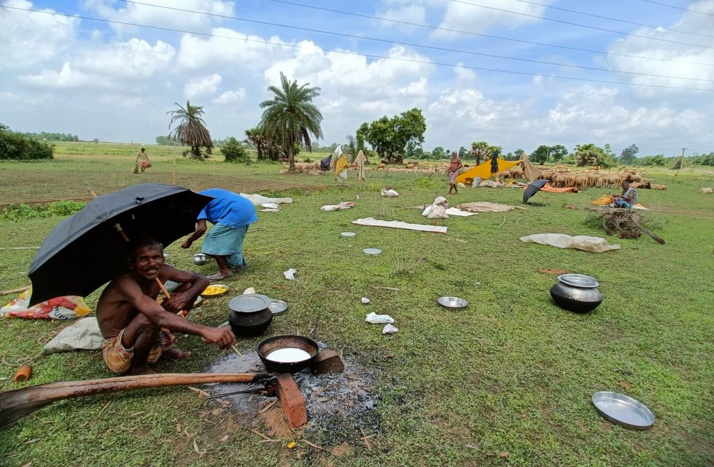 Nomadic herder in Indian grey wolf territory