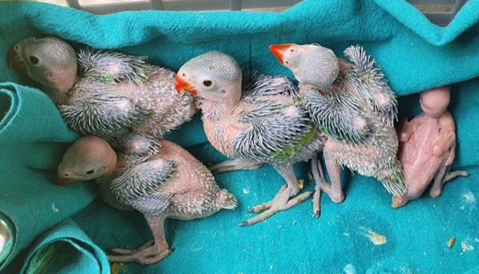 parakeet chicks