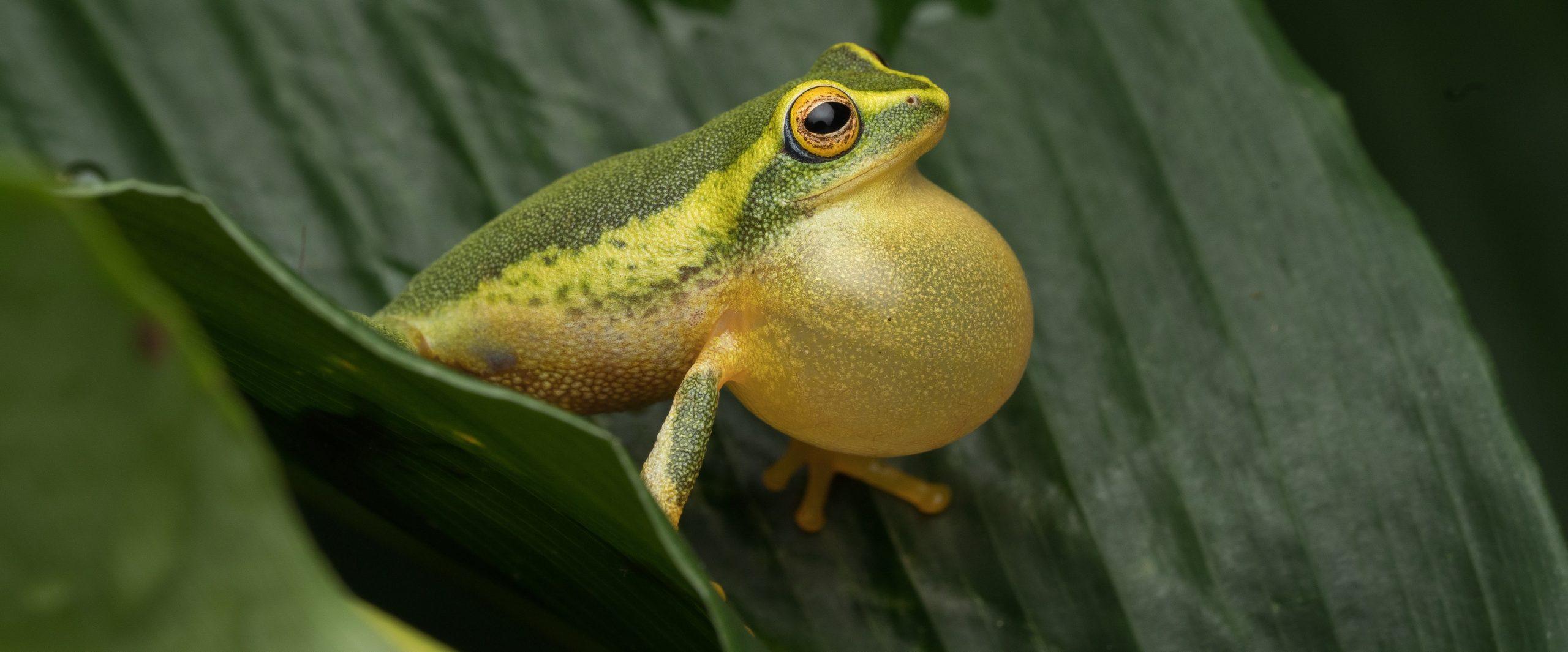 Frogs Amidst Cardamom Plantations: Blessing or A Bane? - Wildlife