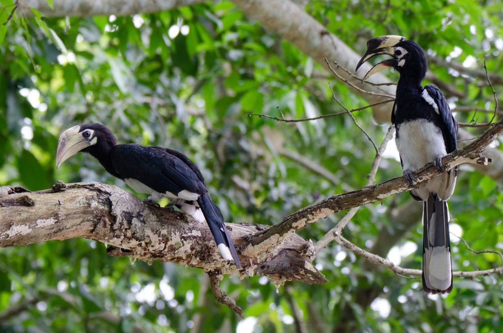 oriental pied hornbill