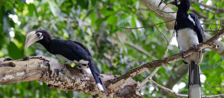 oriental pied hornbill
