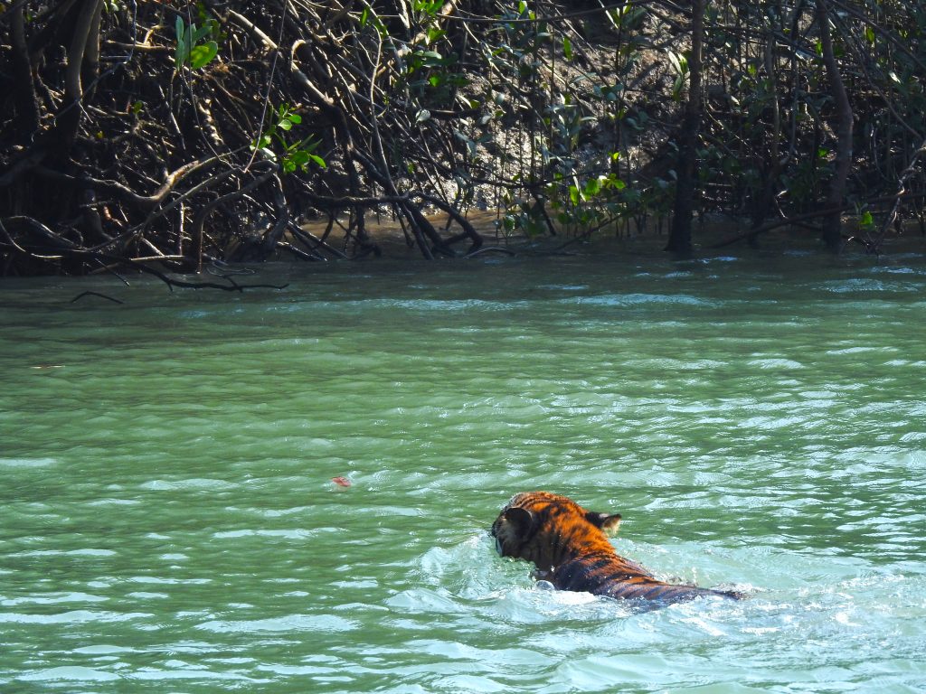 Bengal tiger in Sundarbans National Park