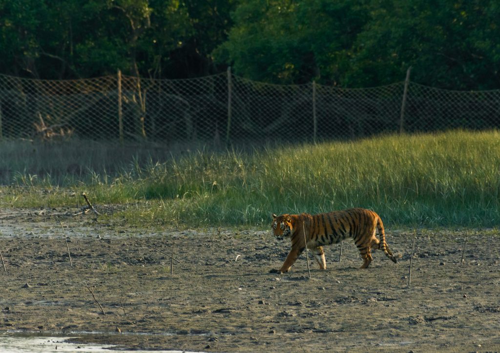 Sundarbans Bangladesh India