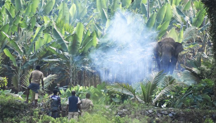 Human - Elephant conflict in Wayanad, Kerala