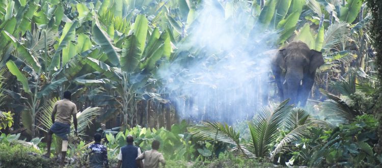Human - Elephant conflict in Wayanad, Kerala