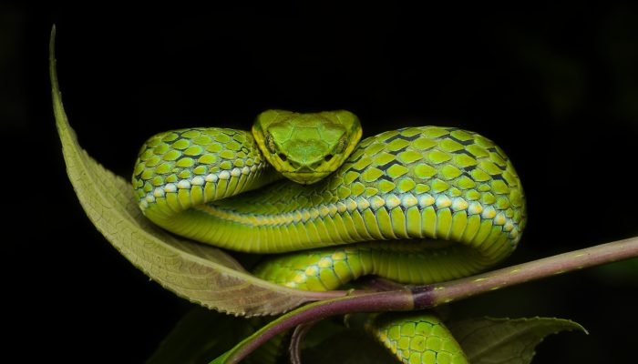 Large scaled pit viper in Munnar