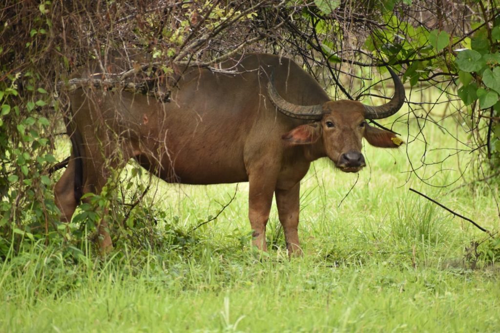 Asian wild buffalo
