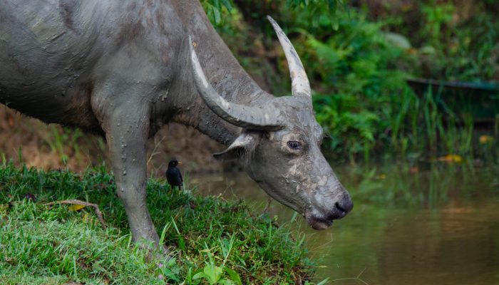 Asiatic water buffalo