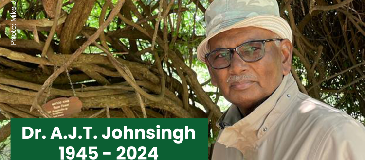 A.J.T. Johnsingh