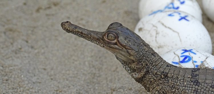 Gharial hatchling