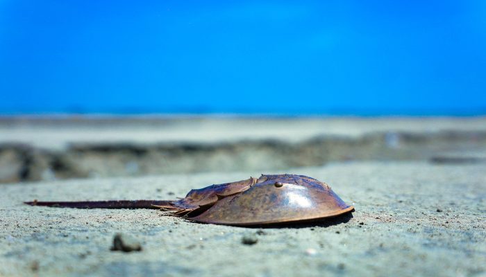 Horseshoe crab