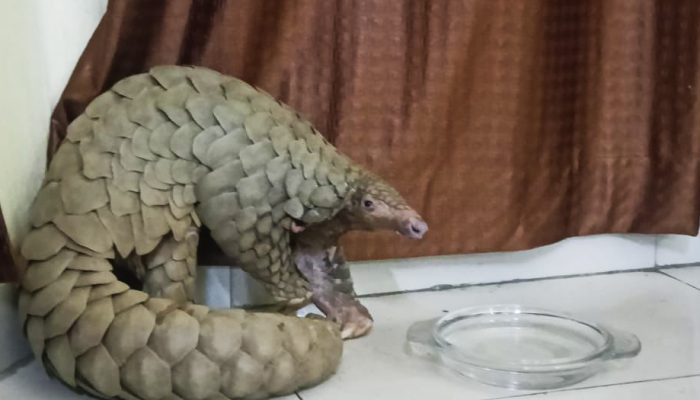 pangolin