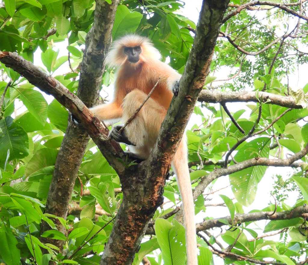 golden langur