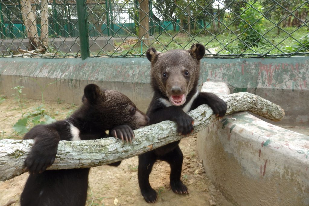 Asiatic black bear
