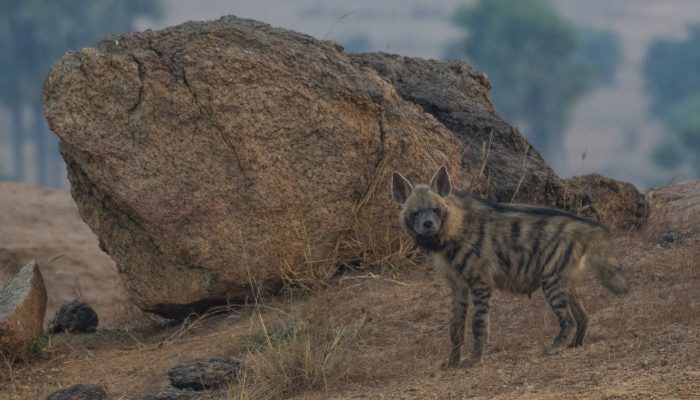 striped-hyaena