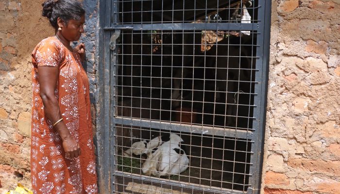 predator proof fences