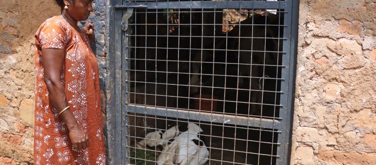 predator proof fences